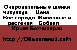 Очаровательные щенки чихуахуа  › Цена ­ 25 000 - Все города Животные и растения » Собаки   . Крым,Бахчисарай